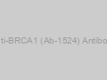Anti-BRCA1 (Ab-1524) Antibody